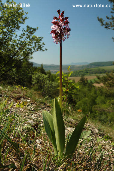 Vstavač purpurový (Orchis purpurea)