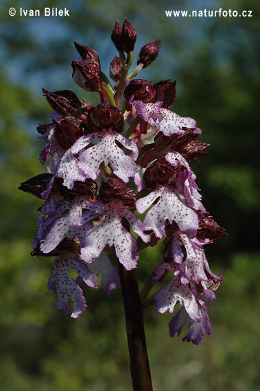 Vstavač purpurový (Orchis purpurea)