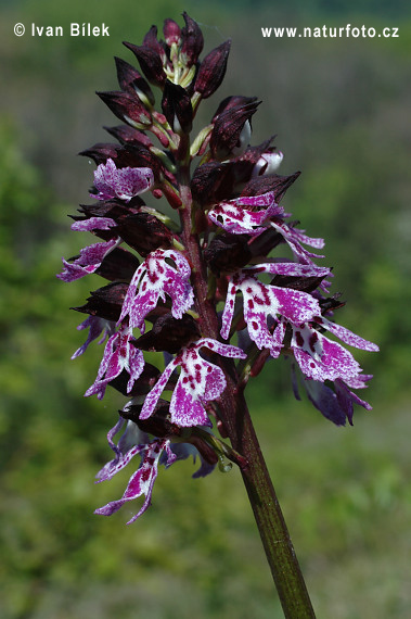 Vstavač purpurový (Orchis purpurea)