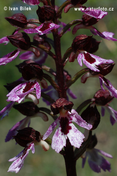 Vstavač purpurový (Orchis purpurea)