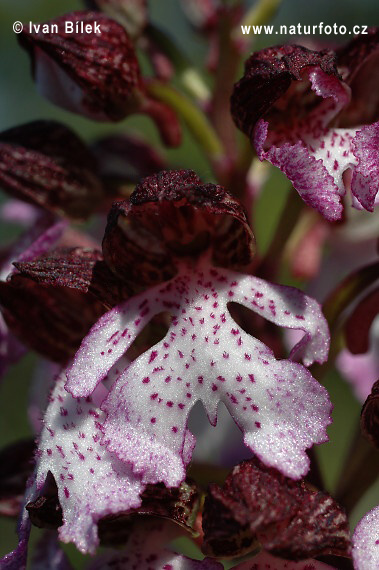 Vstavač purpurový (Orchis purpurea)