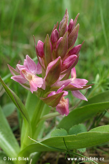 Vstavačovec bazový (Dactylorhiza sambucina)