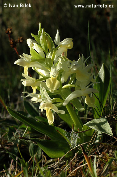 Vstavačovec bazový (Dactylorhiza sambucina)