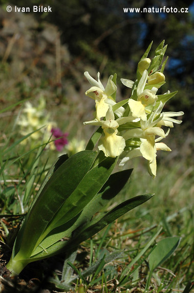 Vstavačovec bazový (Dactylorhiza sambucina)