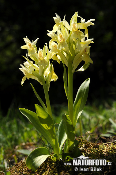 Vstavačovec bazový (Dactylorhiza sambucina)