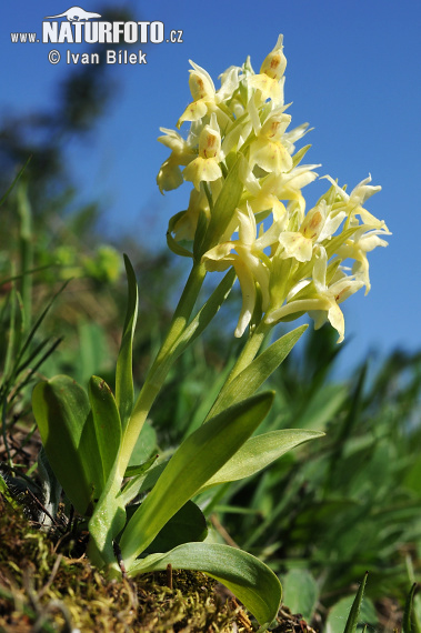 Vstavačovec bazový (Dactylorhiza sambucina)