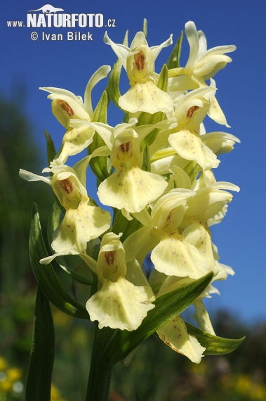 Vstavačovec bazový (Dactylorhiza sambucina)