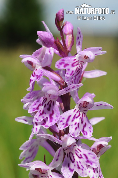 Vstavačovec Fuchsov (Dactylorhiza fuchsii subsp. fuchsii)