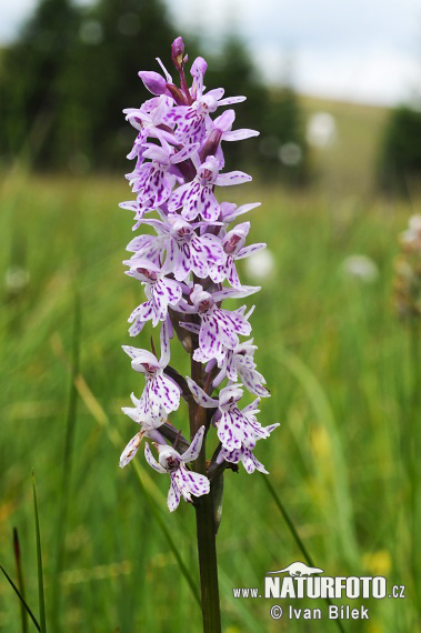 Vstavačovec Fuchsov (Dactylorhiza fuchsii subsp. fuchsii)