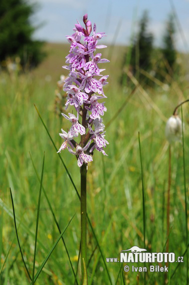 Vstavačovec Fuchsov (Dactylorhiza fuchsii subsp. fuchsii)