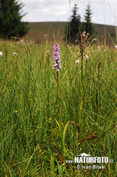 Vstavačovec Fuchsov (Dactylorhiza fuchsii subsp. fuchsii)