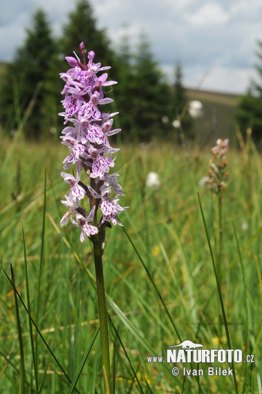 Vstavačovec Fuchsov (Dactylorhiza fuchsii subsp. fuchsii)