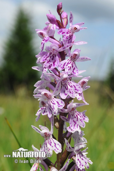 Vstavačovec Fuchsov (Dactylorhiza fuchsii subsp. fuchsii)