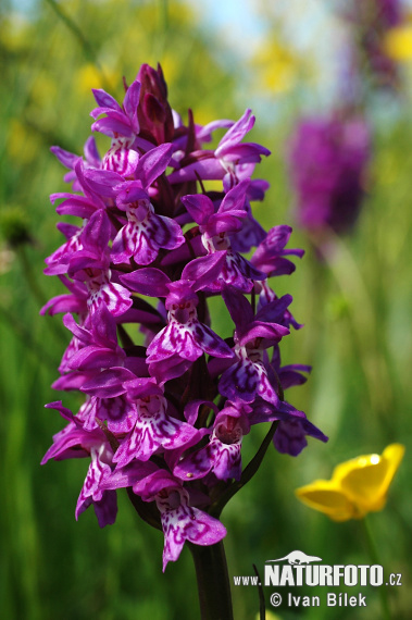 Vstavačovec májový (Dactylorhiza majalis)