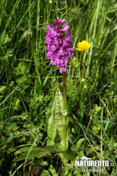 Vstavačovec májový (Dactylorhiza majalis)