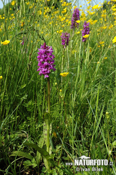 Vstavačovec májový (Dactylorhiza majalis)