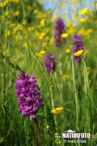 Vstavačovec májový (Dactylorhiza majalis)