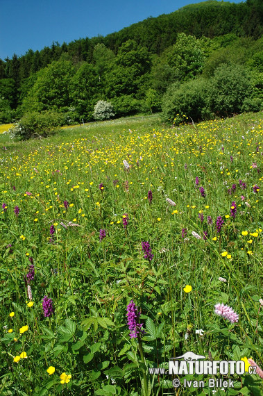 Vstavačovec májový (Dactylorhiza majalis)