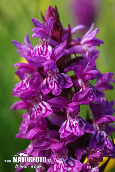 Vstavačovec májový (Dactylorhiza majalis)