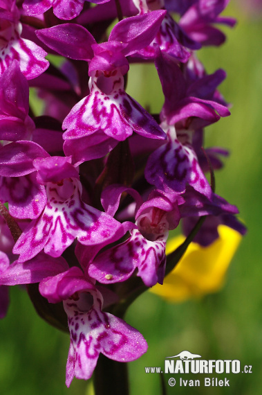 Vstavačovec májový (Dactylorhiza majalis)