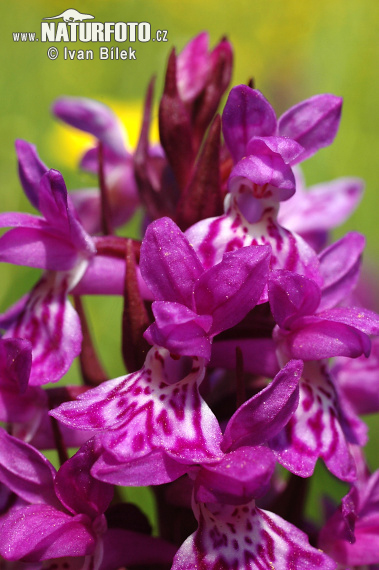 Vstavačovec májový (Dactylorhiza majalis)