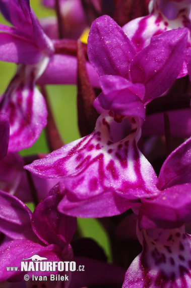 Vstavačovec májový (Dactylorhiza majalis)