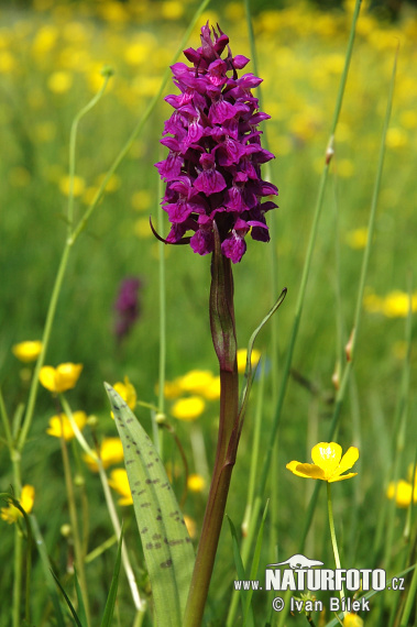 Vstavačovec májový (Dactylorhiza majalis)