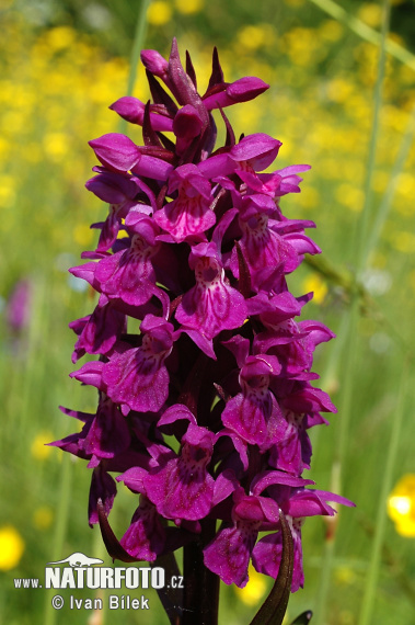 Vstavačovec májový (Dactylorhiza majalis)