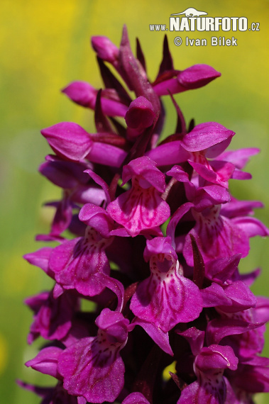 Vstavačovec májový (Dactylorhiza majalis)