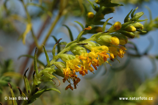 Zahořanka žlutá (Orthantha lutea)