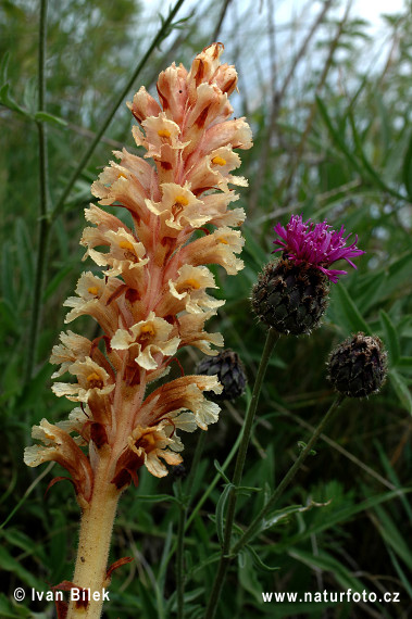 Záraza väčšia (Orobanche elatior)