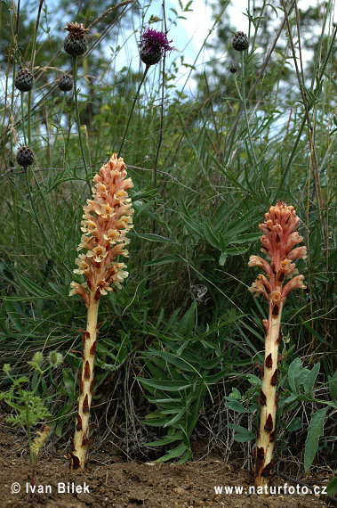 Záraza väčšia (Orobanche elatior)