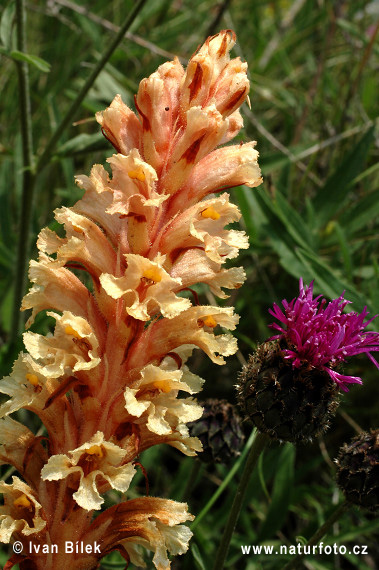 Záraza väčšia (Orobanche elatior)