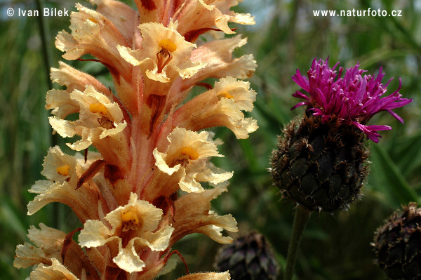 Záraza väčšia (Orobanche elatior)