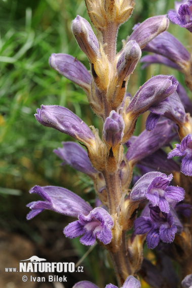 Zárazovec piesočný (Phelipanche arenaria)