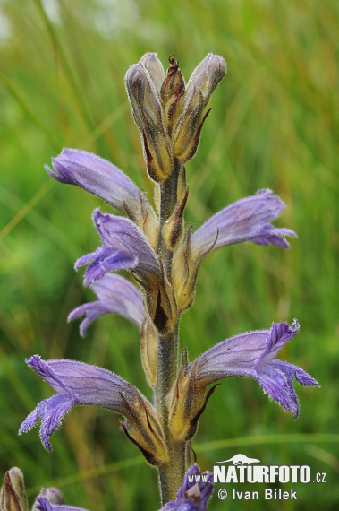 Zárazovec purpurový (Phelipanche purpurea subsp. purpurea)