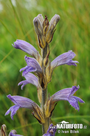 Zárazovec purpurový (Phelipanche purpurea subsp. purpurea)