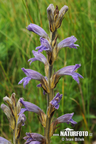 Zárazovec purpurový (Phelipanche purpurea subsp. purpurea)