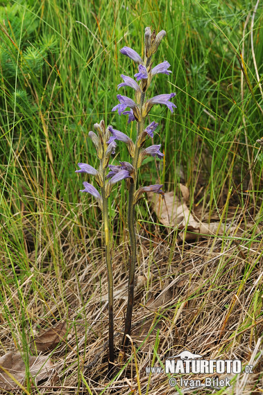 Zárazovec purpurový (Phelipanche purpurea subsp. purpurea)