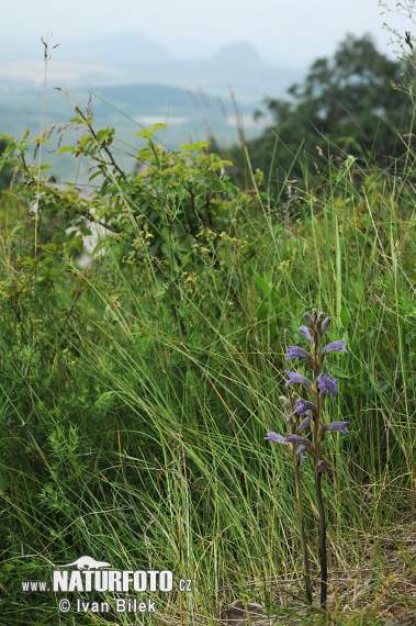 Zárazovec purpurový (Phelipanche purpurea subsp. purpurea)