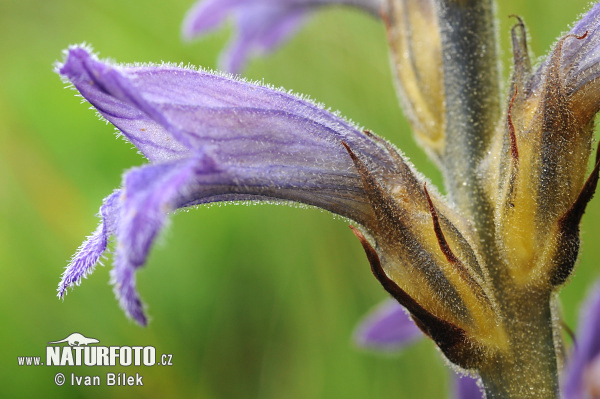 Zárazovec purpurový (Phelipanche purpurea subsp. purpurea)