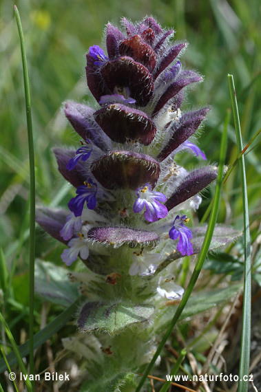 Zbehovec ihlanovitý (Ajuga pyramidalis)