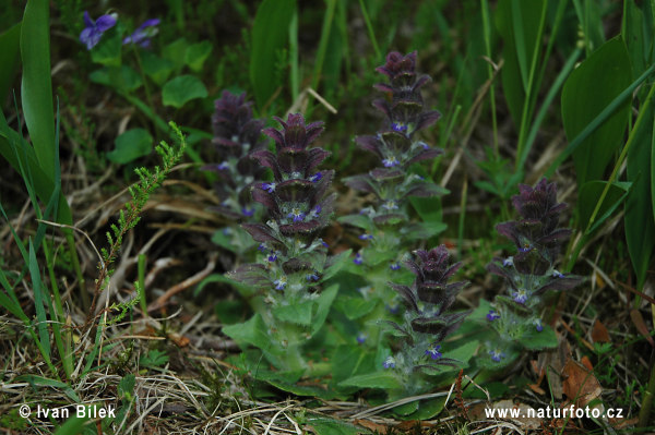 Zbehovec ihlanovitý (Ajuga pyramidalis)