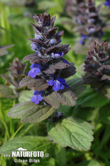 Zbehovec ženevský (Ajuga genevensis)