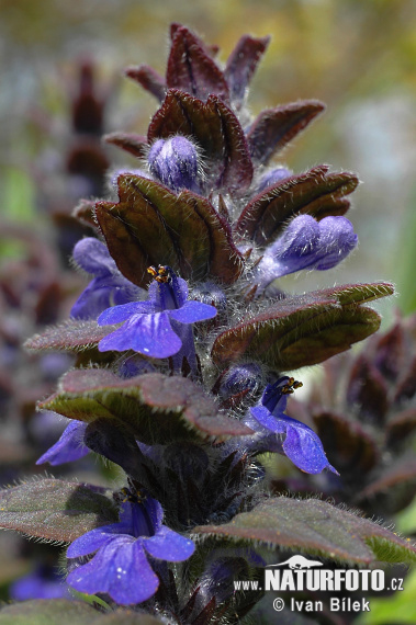 Zbehovec ženevský (Ajuga genevensis)