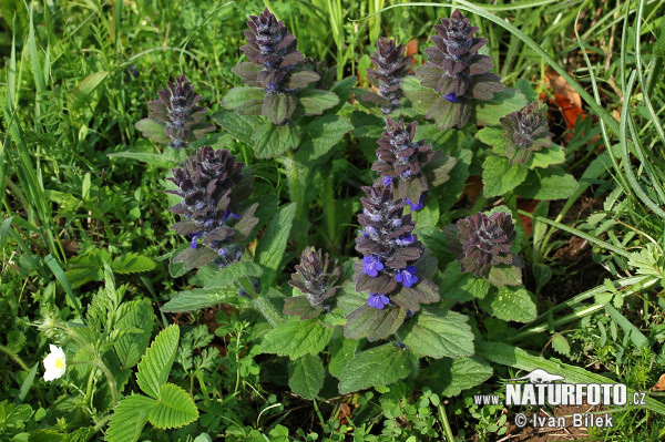 Zbehovec ženevský (Ajuga genevensis)