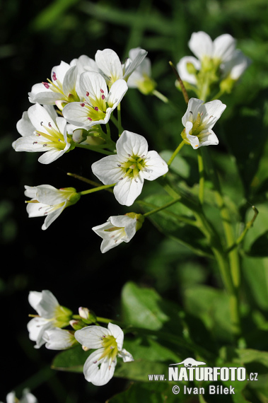 Žerušnica horká (Cardamine amara)