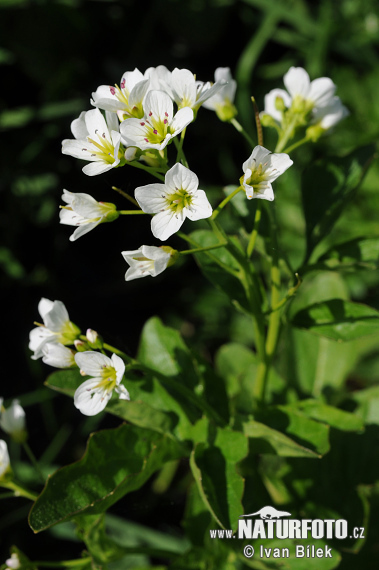 Žerušnica horká (Cardamine amara)