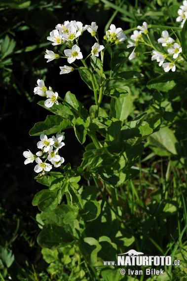 Žerušnica horká (Cardamine amara)