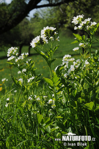 Žerušnica horká (Cardamine amara)